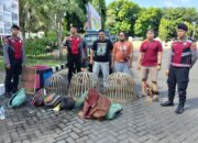 Polres Situbondo Gerebek Arena Sabung Ayam di Panarukan, Pelaku Kabur Tinggalkan Barang Bukti