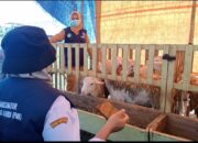 DKPP Lumajang Temukan Dua Kambing Sakit Mata, Dipastikan Tetap Layak Kurban