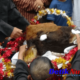 Ritual Adat “Pendem Kepala Sapi”: Mempererat Persatuan dan Harapan Berkah di Sumber Mata Air Hutan Bambu Lumajang