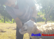 Kades Jubung Gercep Sinergi Tangani Laporan Warga: Respons Cepat Selamatkan Kambing Kurban dari Dugaan PMK
