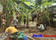 Satreskrim Polres Situbondo Gerebek Judi Sabung Ayam, Tiga Pelaku Ditangkap