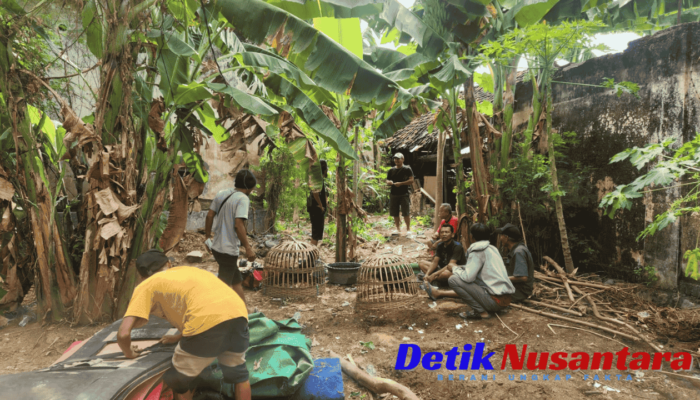 Satreskrim Polres Situbondo Gerebek Judi Sabung Ayam, Tiga Pelaku Ditangkap