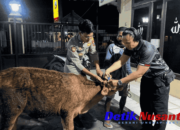 Sapi Curian di Tempeh Kidul Lumajang Berhasil Ditemukan di Kebun Jeruk Pasirian