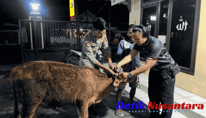 Sapi Curian di Tempeh Kidul Lumajang Berhasil Ditemukan di Kebun Jeruk Pasirian