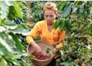 Aroma Kopi Senduro, Kopi dari Kaki Gunung Semeru Lumajang