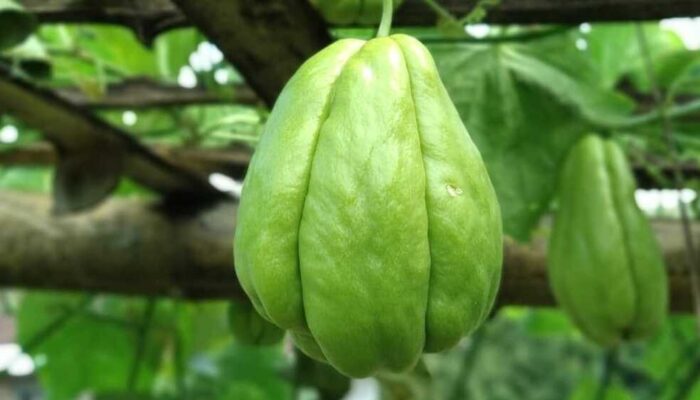 Belum Banyak yang Tahu, Perhatikan Keampuhan dan Manfaat Labu Siam