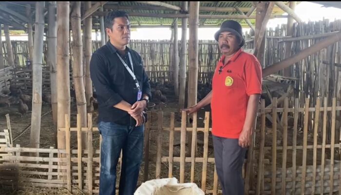 Kembangkan Ternak dan Layanan Kesehatan, Cara Kades Pesisir Sejahterakan Warganya