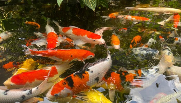 Mistis di Balik Keindahan Ikan Koi, Salah Satunya Membawa Keberuntungan dan Financial