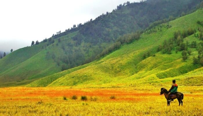 Sekilas Keindahan Savana Padang Rumput di Gunung Bromo Probolinggo