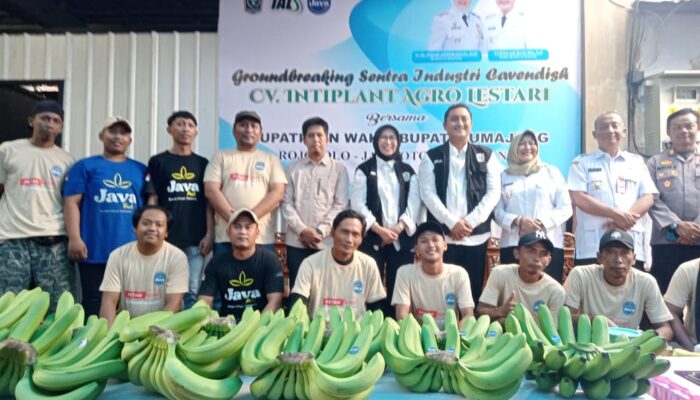 Pemuda Asal Lumajang Ini Sukses Bertani Pisang Cavendish Tembus Pasar Nasional.