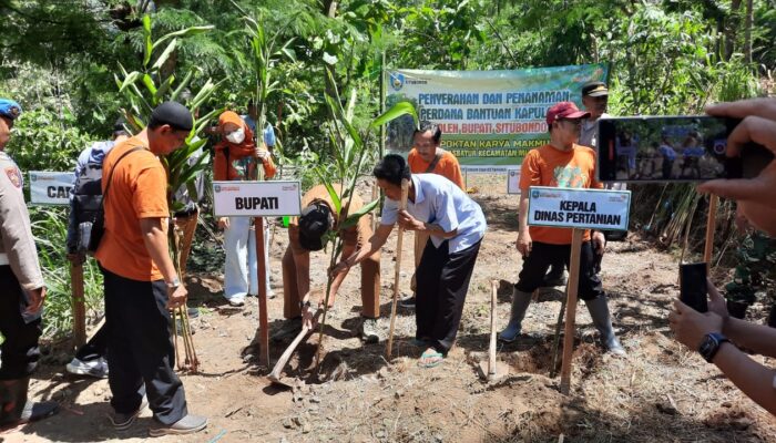 Bupati Situbondo Serahkan Bantuan 6.440 Bibit Kapulaga ke Kelompok Tani
