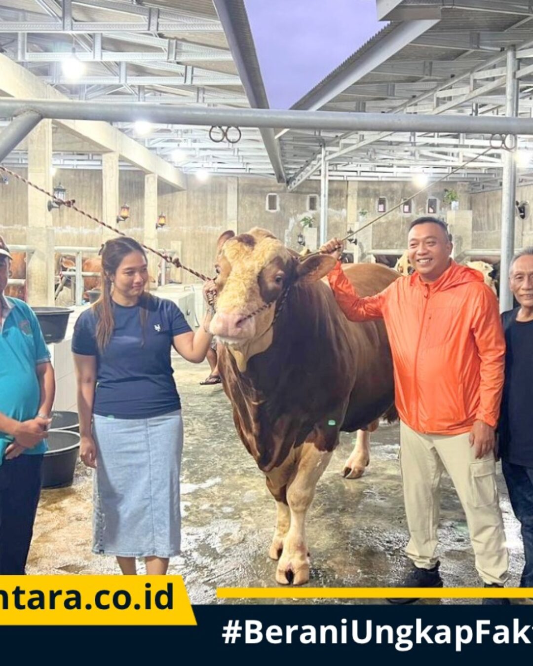 Bobot Lebih dari 1 Ton, Sapi Simental asal Situbondo Terpilih Jadi Hewan Kurban Presiden Prabowo