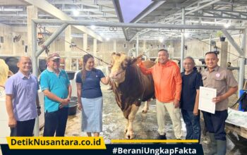 Bobot Lebih dari 1 Ton, Sapi Simental asal Situbondo Terpilih Jadi Hewan Kurban Presiden Prabowo
