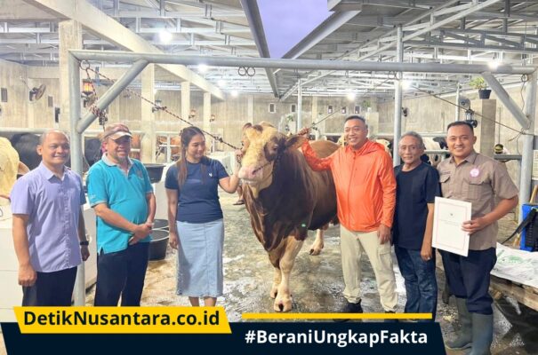 Bobot Lebih dari 1 Ton, Sapi Simental asal Situbondo Terpilih Jadi Hewan Kurban Presiden Prabowo
