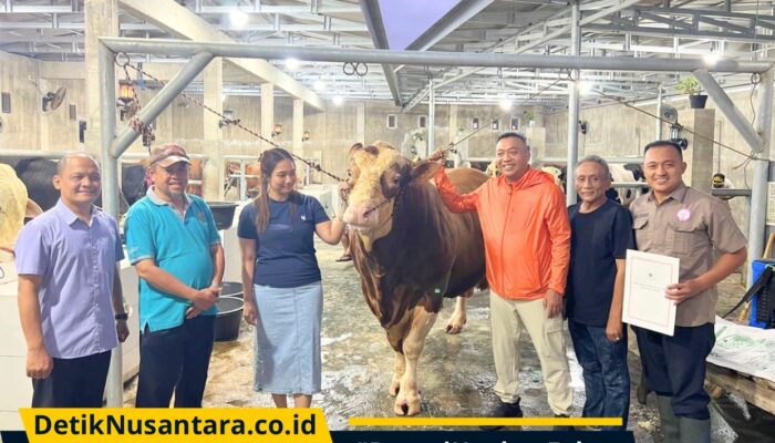 Bobot Lebih dari 1 Ton, Sapi Simental asal Situbondo Terpilih Jadi Hewan Kurban Presiden Prabowo