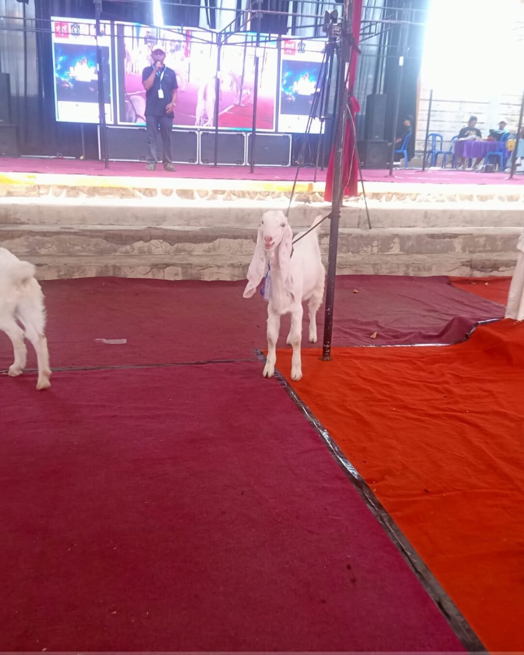 Kontes Sapi, Kambing dan Domba di Lumajang Jadi Ajang Cetak Bibit Unggul