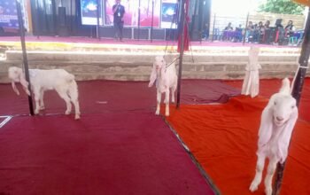 Kontes Sapi, Kambing dan Domba di Lumajang Jadi Ajang Cetak Bibit Unggul