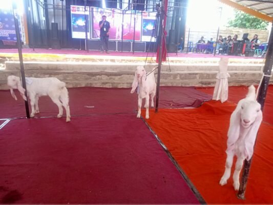 Kontes Sapi, Kambing dan Domba di Lumajang Jadi Ajang Cetak Bibit Unggul