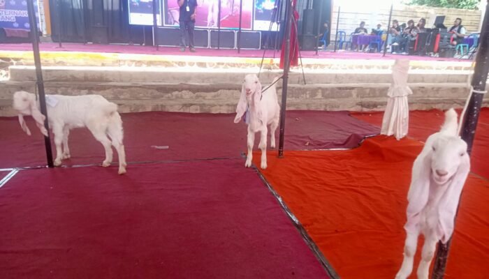 Kontes Sapi, Kambing dan Domba di Lumajang Jadi Ajang Cetak Bibit Unggul
