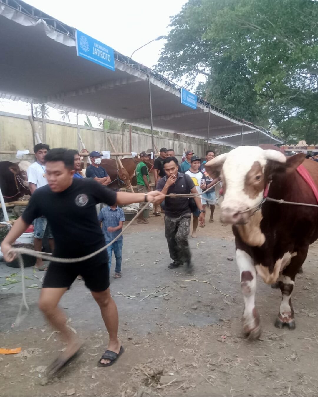 Sapi Ekstrem Asal Banyuwangi Berbobot 1,167 Ton Ikut Kontes di Lumajang