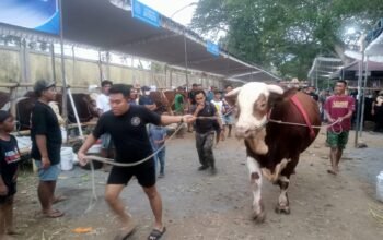 Sapi Ekstrem Asal Banyuwangi Berbobot 1,167 Ton Ikut Kontes di Lumajang
