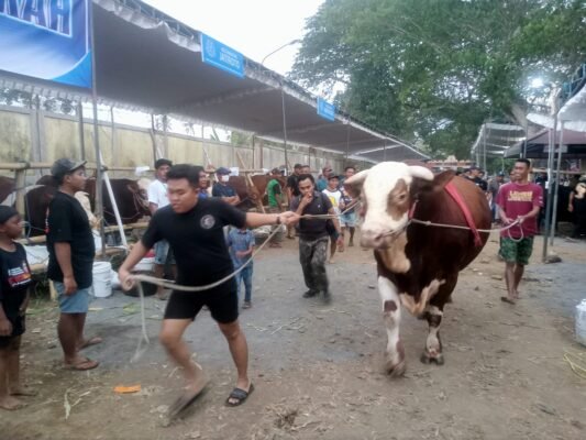 Sapi Ekstrem Asal Banyuwangi Berbobot 1,167 Ton Ikut Kontes di Lumajang
