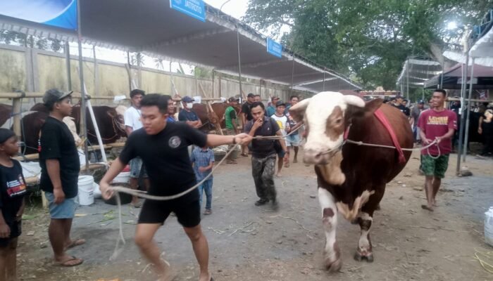 Sapi Ekstrem Asal Banyuwangi Berbobot 1,167 Ton Ikut Kontes di Lumajang